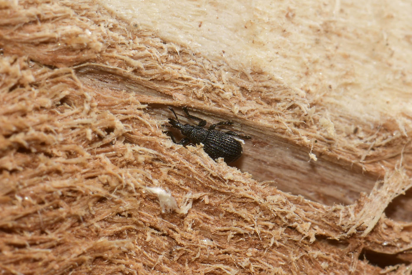 Apionidae:  Perapion sp?